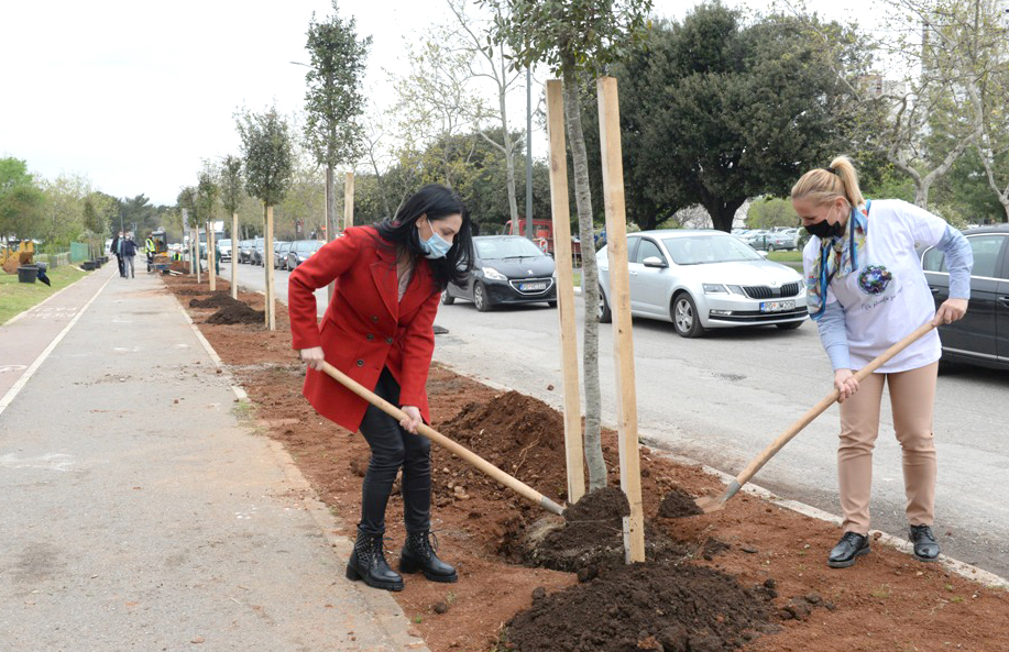 Novi drvored na Bulevaru Mihaila Lalića