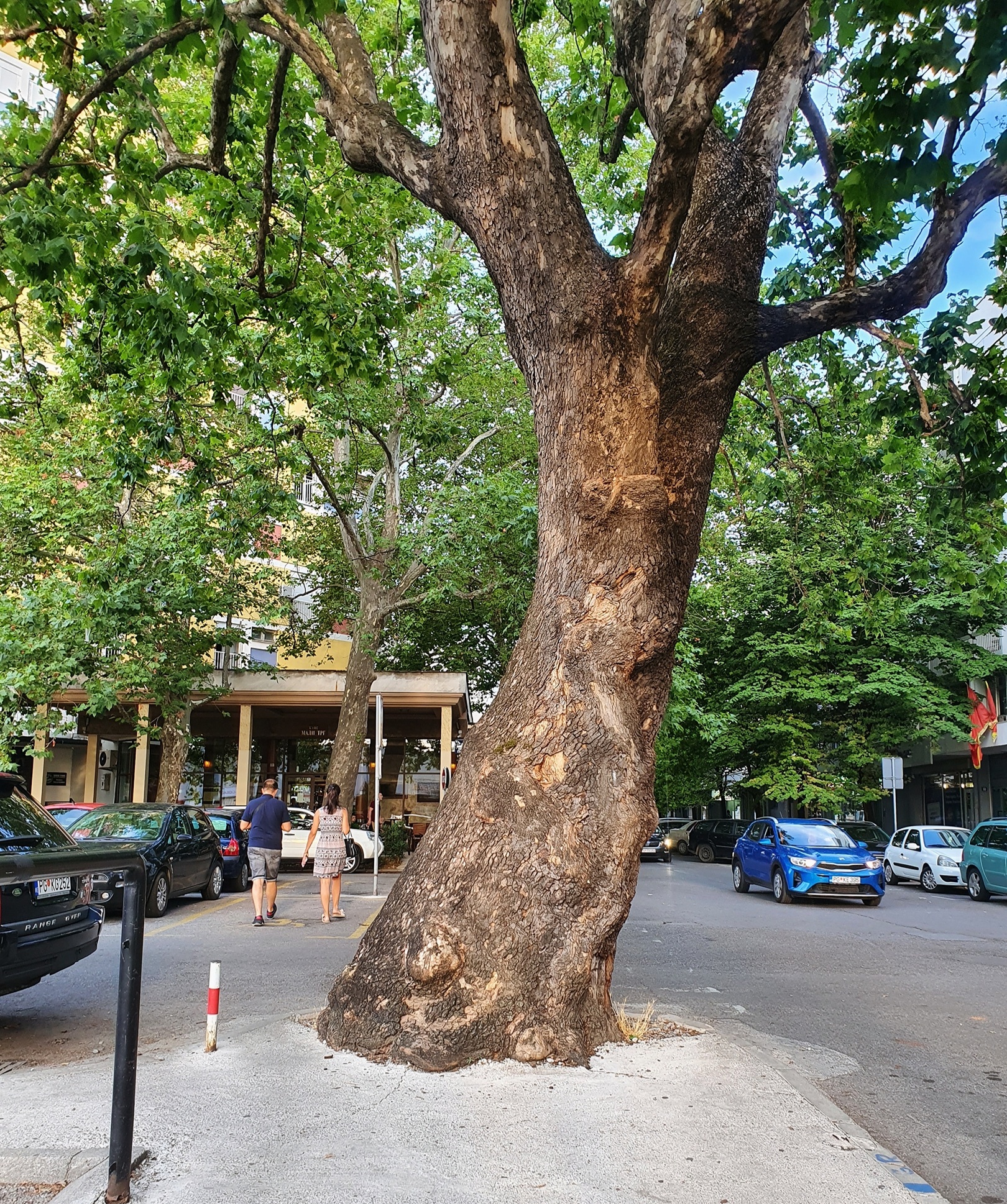 Najstarije stablo u Podgorici dio buduće Mikro 020 lokacije u centru grada
