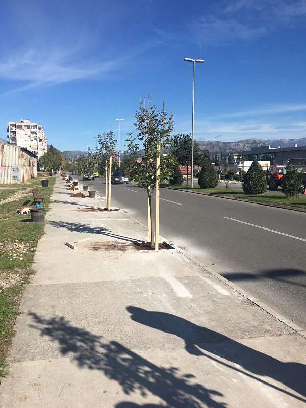 Podgorica dio regionalne inicijative “Drvo prijateljstva”, Ulica Ibrahima Dreševića dobila novi drvored