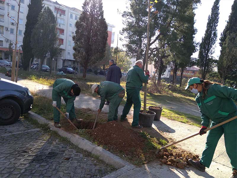 Gradsko Zelenilo zasadilo platane i u Bloku IX