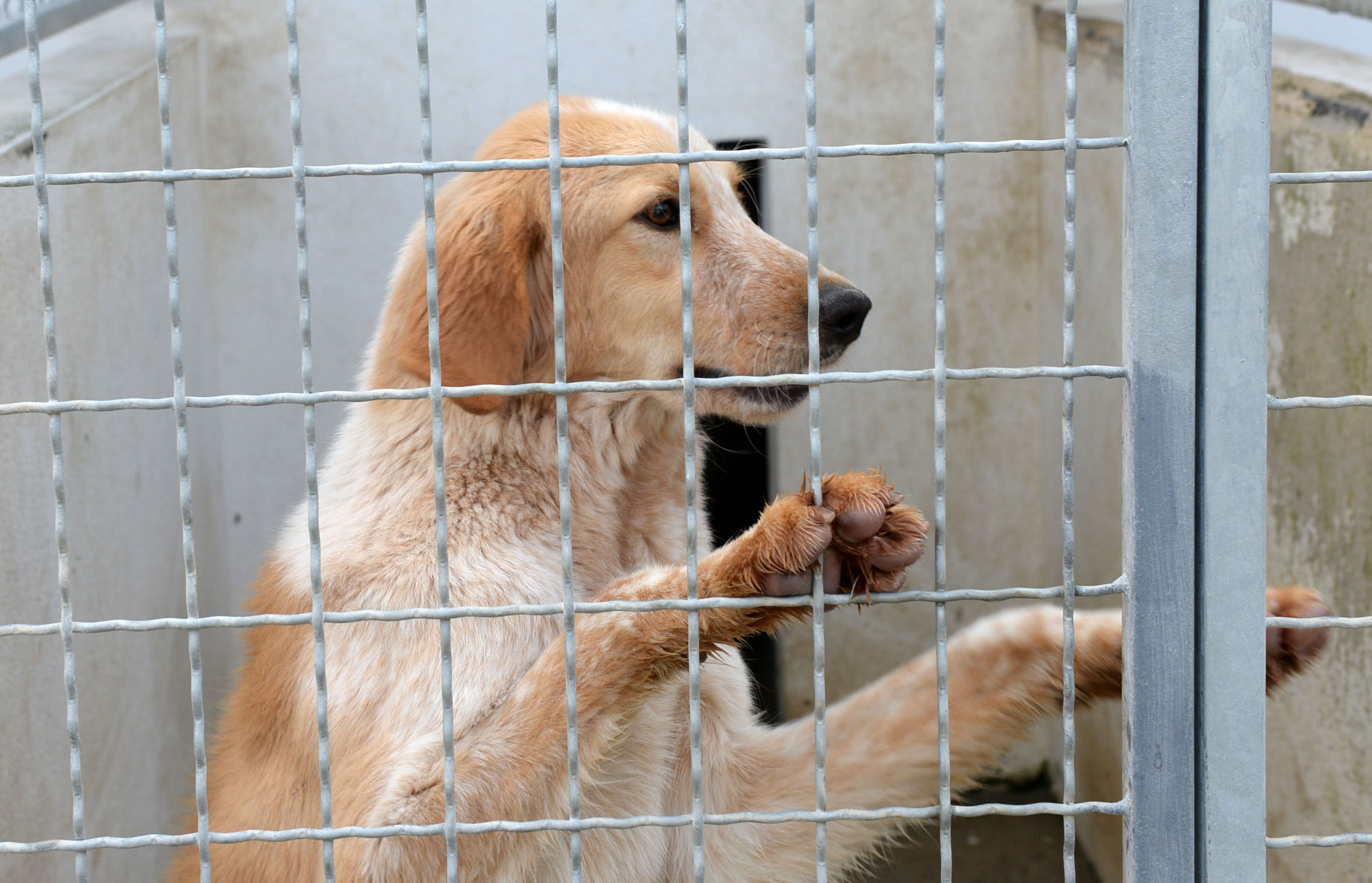 Vuković u posjeti podgoričkom azilu za napuštene pse: Odnos prema kućnim ljubimcima je veoma važno pitanje koje umnogome reflektuje stanje društvene zajednice