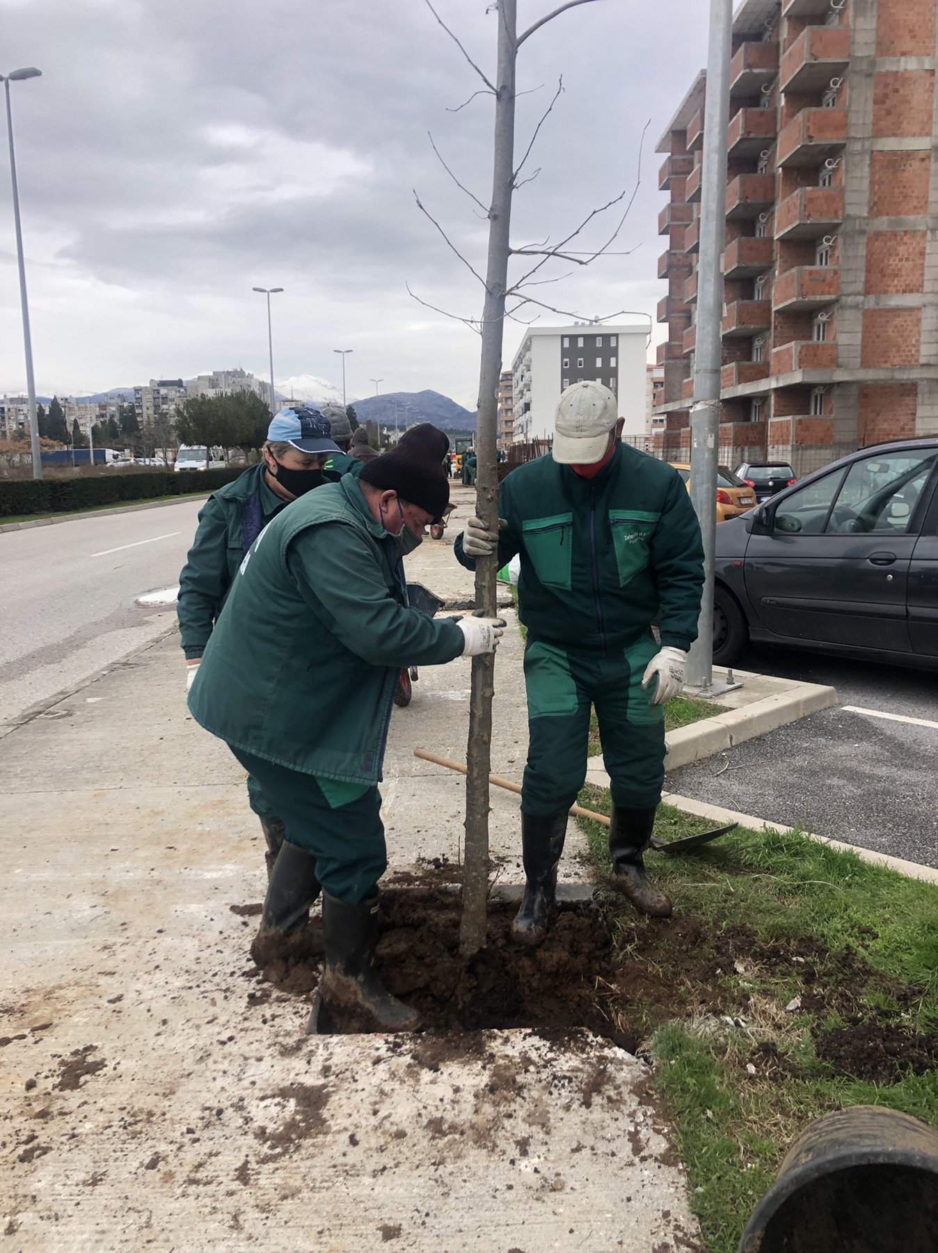 Bulevar Stanka Radonjića dobija novi drvored od 63 odrasle sadnice