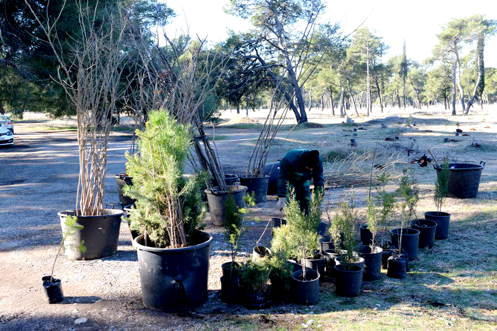 Akcija pošumljavanja; Park-šuma Zlatica od danas bogatija za 500 sadnica