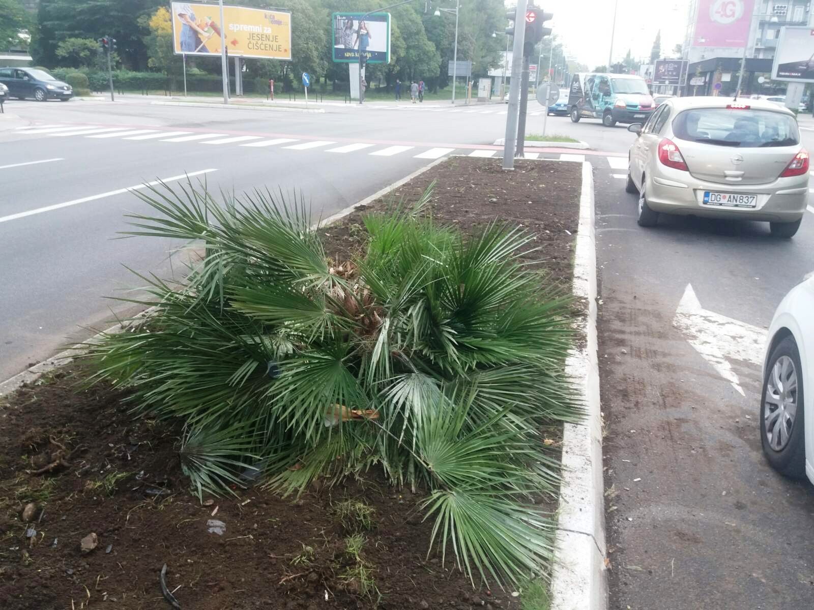 Uništeno zelenilo na Bulevaru 21. maj, apelujemo na vozače da se savjesno ophode prema zelenim površinama